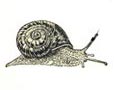 caracol.jpg