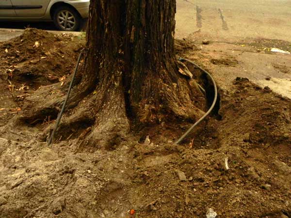 espacios-arbol.jpg