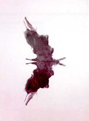 ineditos-columba-maculosa.jpg